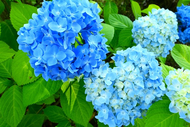 ajisai_250604_02