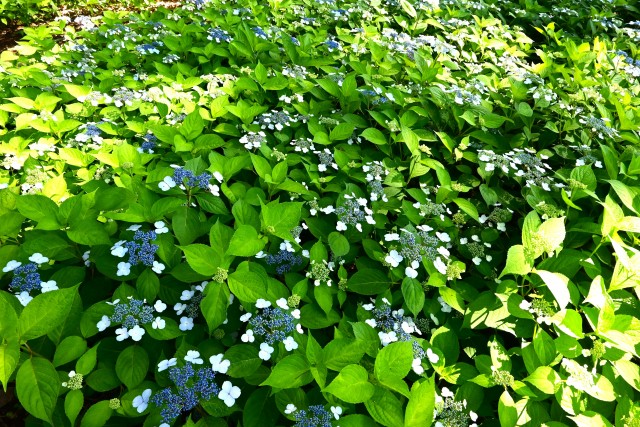 ajisai_250606_04