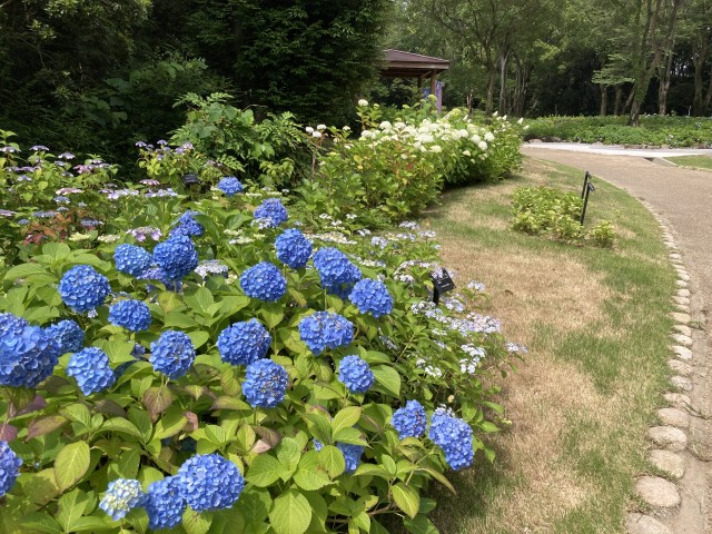 ajisai_250609_03