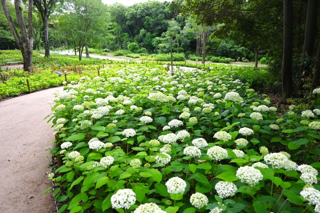 ajisai_250613_01