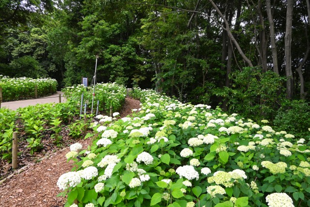 ajisai_250613_02