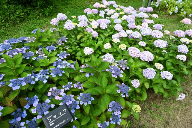 ajisai_250613_04