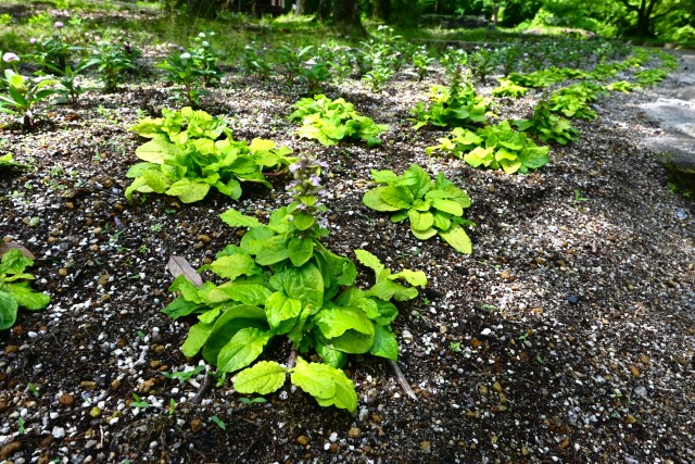 kadan_ajuga_250527_01