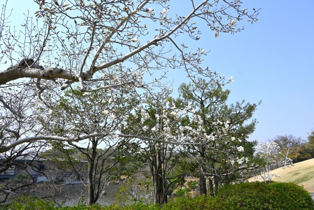 kobushi_250326_02