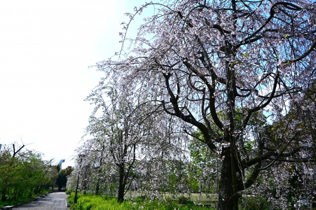 sakura_shidare_250417_04