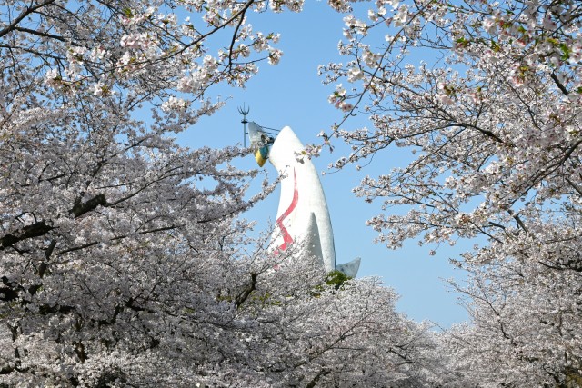 sakura_somei_250407_01